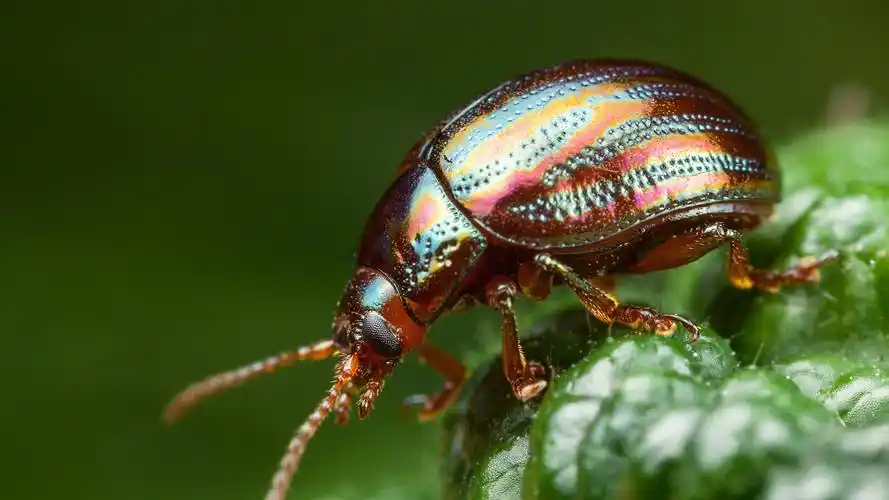 甲虫,昆虫摄影 壁纸 - 3840x2160 uhd 4k极清