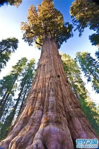 最大树雪曼将军树,高达83.5米! - 世界之最
