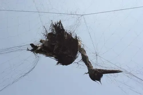 湖北黄州农田现捕鸟大网 长度达20余米