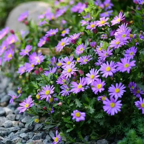 冬天开花的植物,冬季开花植物大全(5种花"不怕冷")