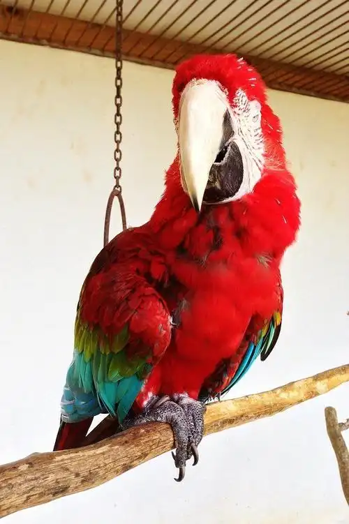 香料园里养的大鹦鹉,据说来自美洲.