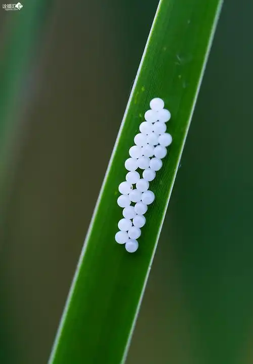 卵2.像珍珠一样的卵.