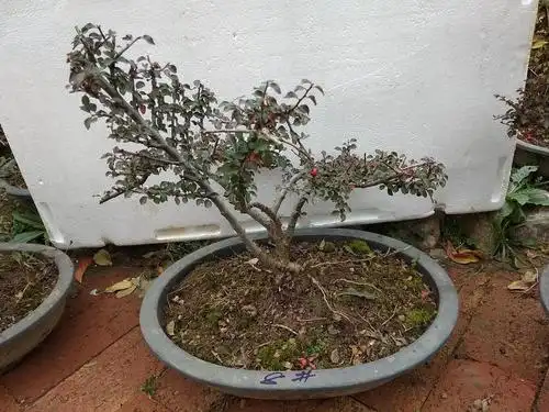 平枝荀子,盆景良材!