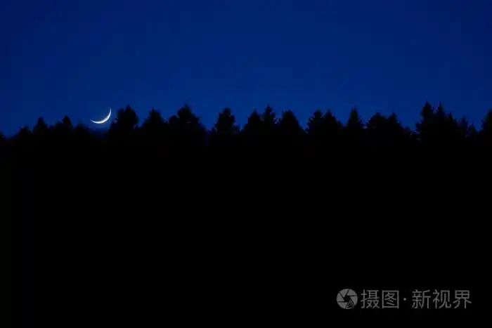 月亮在树