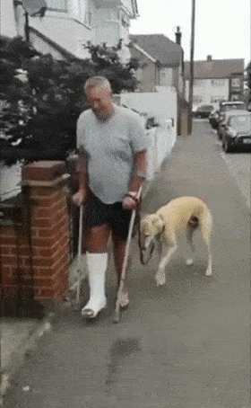 狗子突然变瘸子,医生的话让主人感动:它竟然在同情我!