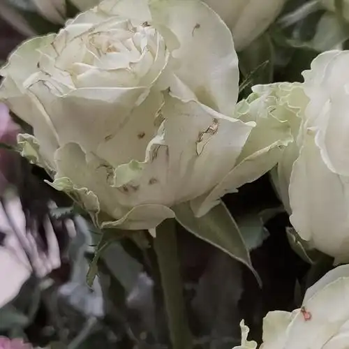 白色玫瑰有折痕要把花瓣摘了吗?