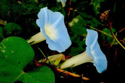 紫色唯美的牵牛花