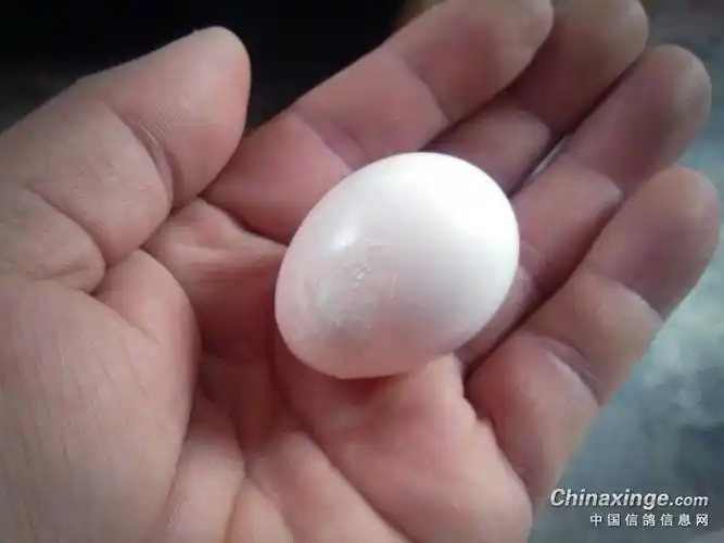 2020-04-03  来自安卓分享|评论|27机灵着呀强者过招鸽子不赖高光时刻