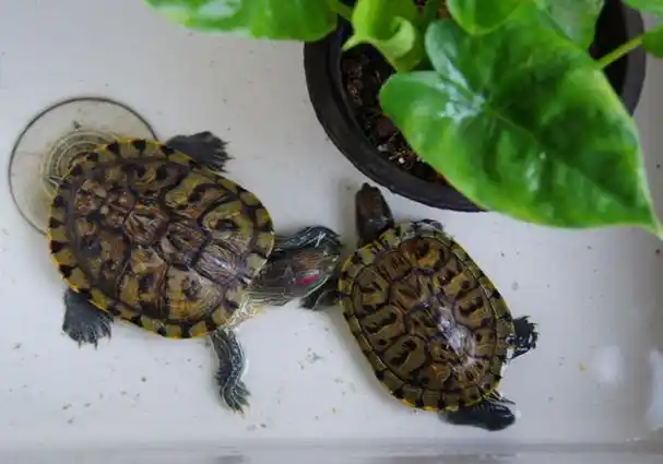 巴西龟在生活中是比较常见的乌龟,所以许多人都会养它,对于新手来说