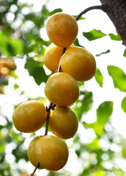 菏泽"金光"杏梅开园在即 免费品尝火爆进行中