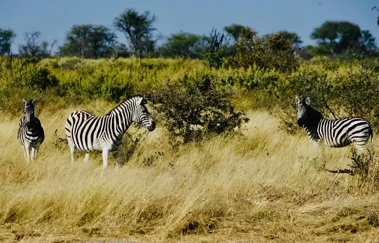 非洲动物.马塞马拉一塞伦盖蒂【上】