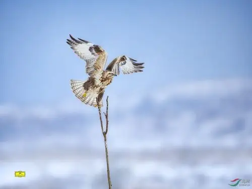 雪域雄鹰