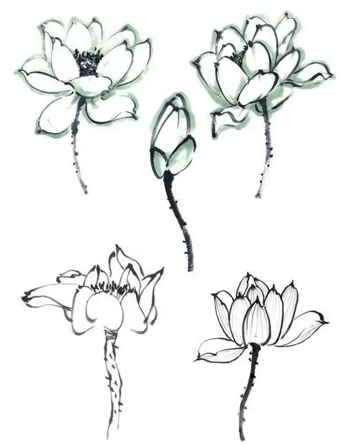 零基础国画教程:分步骤讲解荷花的画法,学会画荷花很简单,学习