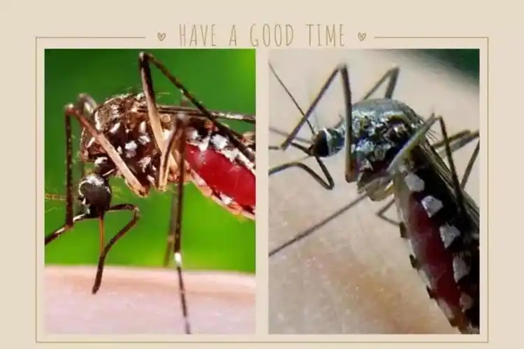 翔曦幼儿园登革热防控措施——消毒驱蚊