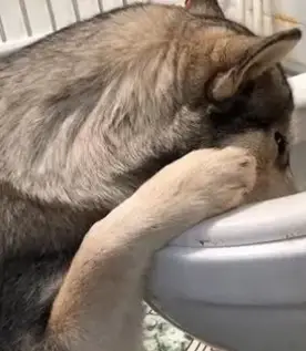 二哈偷喝啤酒,上头后吐的样子心疼不已,汪:我没醉!