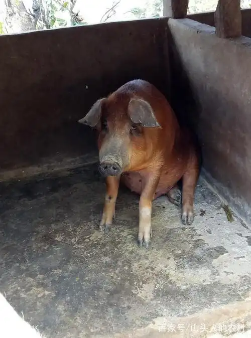 农村棕色毛的猪