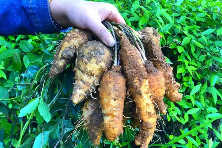 野生的四叶参有股臭味具有补血通乳的功效红梅挖了一大把回去