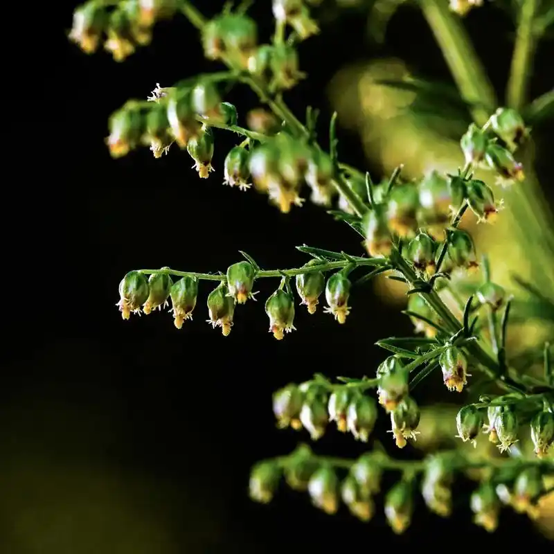 茵陈蒿(别名:因尘  科属:菊科)  #美好的一天从我的问候 - 抖音