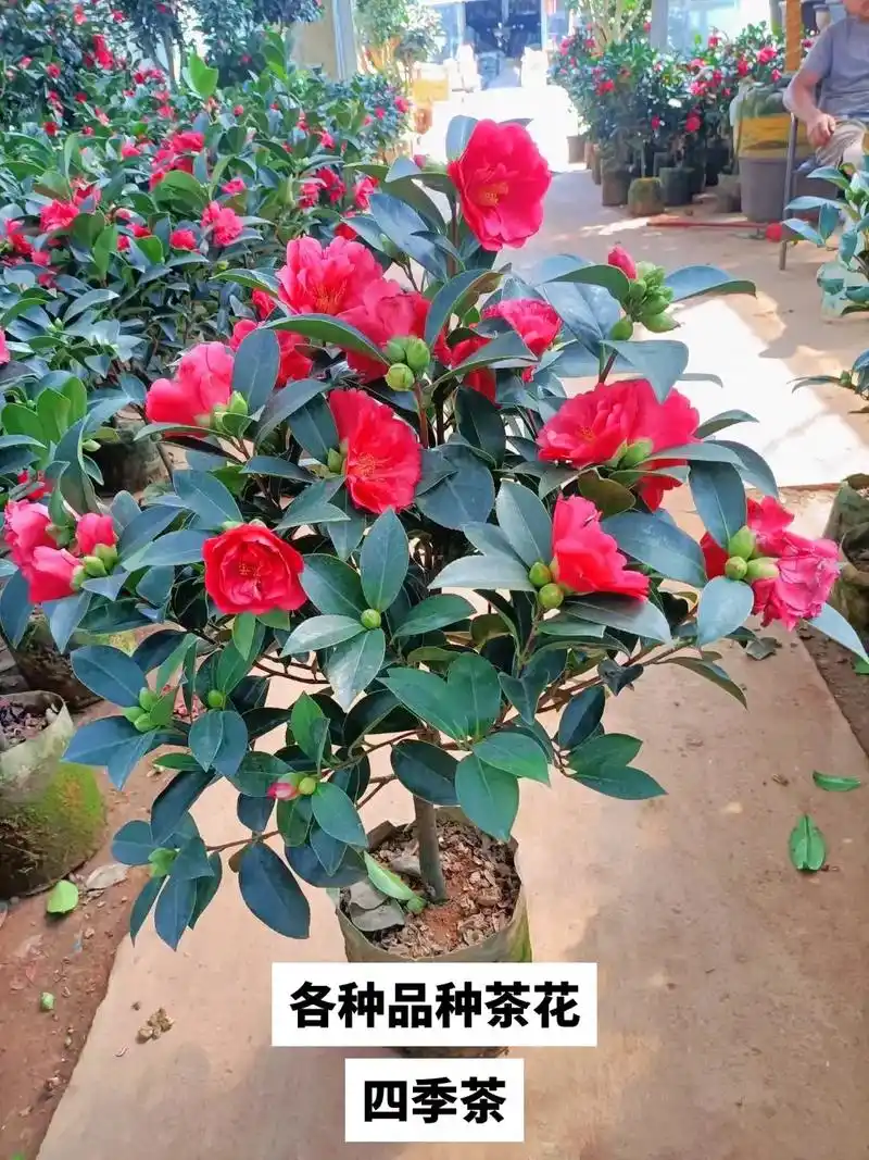 喜欢的联系盆主 #四季茶花 - 抖音