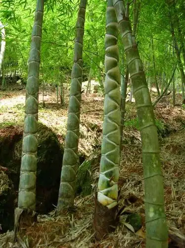 安徽龟甲竹形态特征_供应产品_安吉孝丰阿明苗木场-n127网