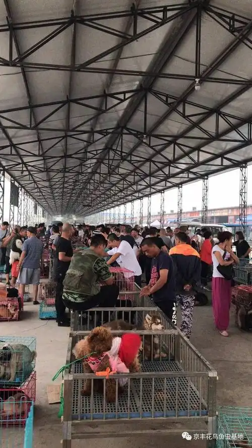 大家肯定立马就会想到燕郊狗市(京丰宠物基地),因为燕郊狗市大集是真