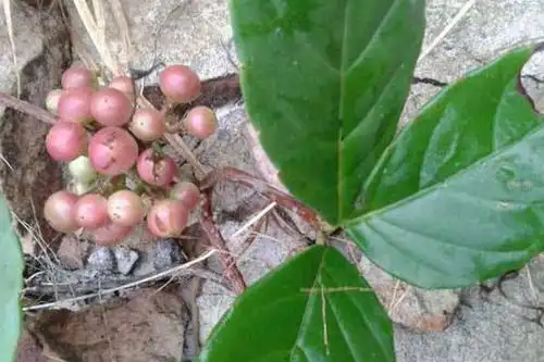 农村这种少见的植物,长得酷似土老鼠,一斤价格可达上百元!