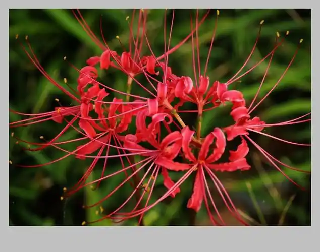 曼陀罗花的传说(什么是曼陀罗花)_大全-幸福起航