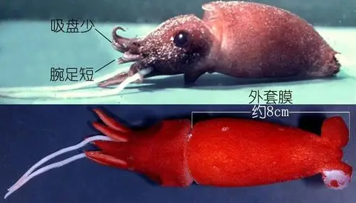 明了海鲜乌贼墨鱼鱿鱼章鱼都有什么不同中作者zam