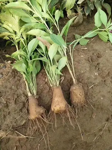 白术苗