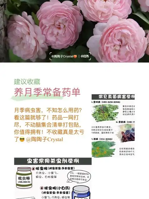 打包贴月季病虫害药品清单一网打尽