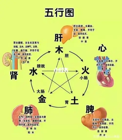 什么是身体的五脏六腑