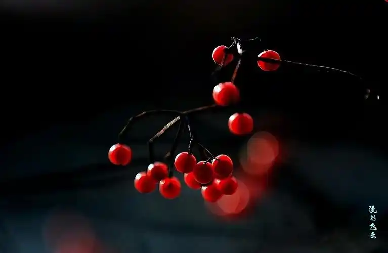 红豆红 - 流彩飞云的博客 - photofans摄影网