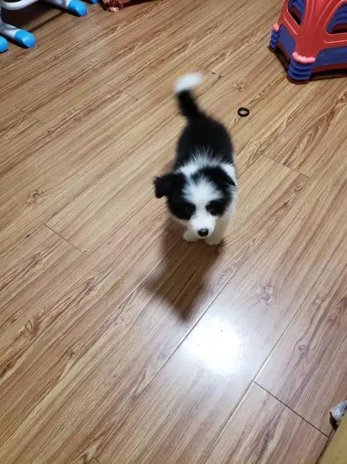 我的这个边牧是不是有点串三个月才一丁点大