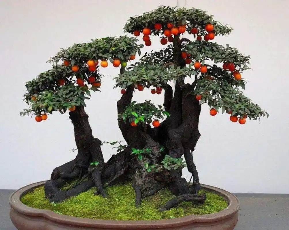 有意思的事,野柿子嫁接金弹子你会吗?