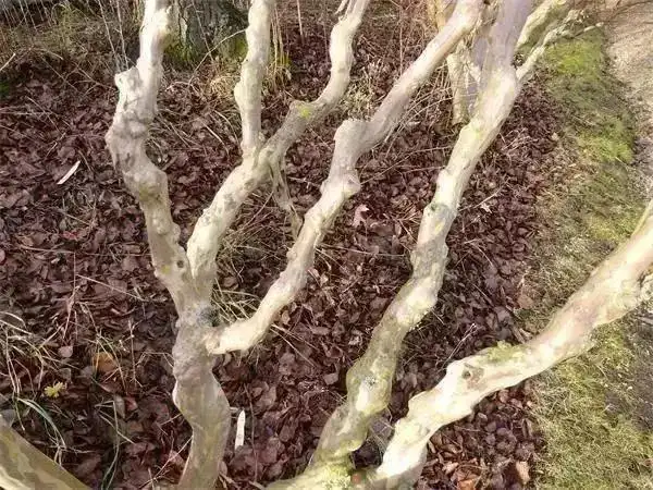 痒痒树是什么树痒痒树真的怕痒痒吗