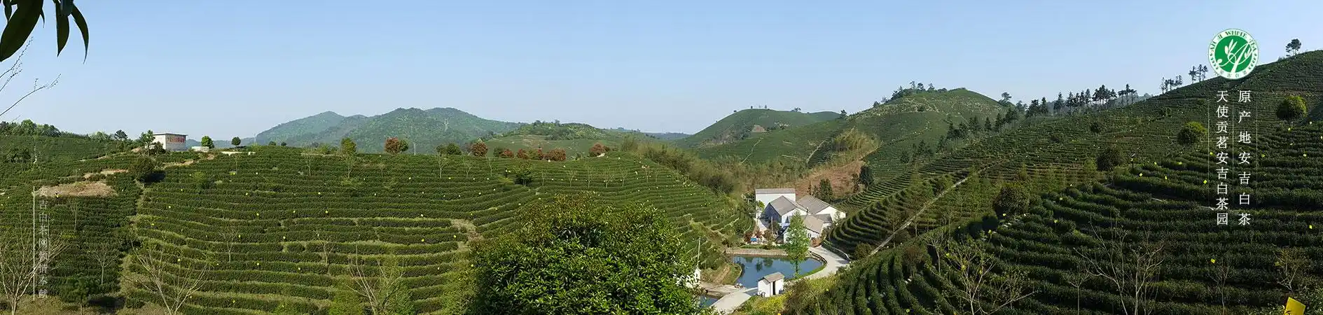 浙江安吉-白茶网是白茶产业服务平台,为宣传原产地的安吉白茶品牌