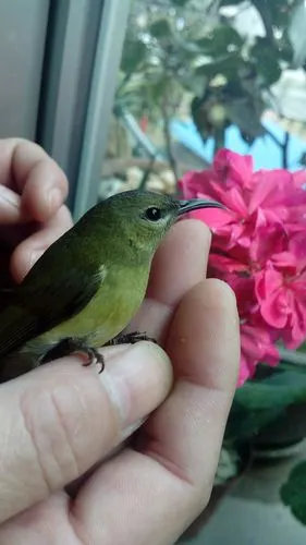 绿色的羽毛,嘴巴长细,体长六七十毫米,如图,这是什么鸟