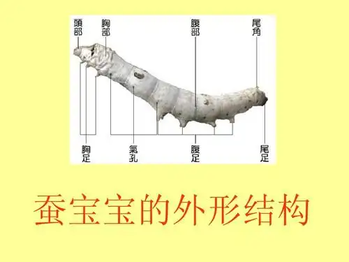 蚕宝宝的外形结构