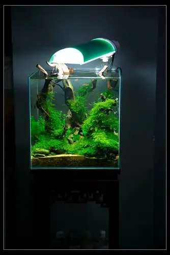 《浅幽》——30方缸造景 - 水草造景 - cta南美水族