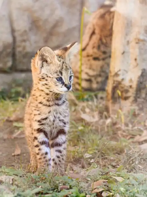 薮猫#    毛绒绒的发光宝宝~~谁不爱呢    【推:jinsei_nyannyan】