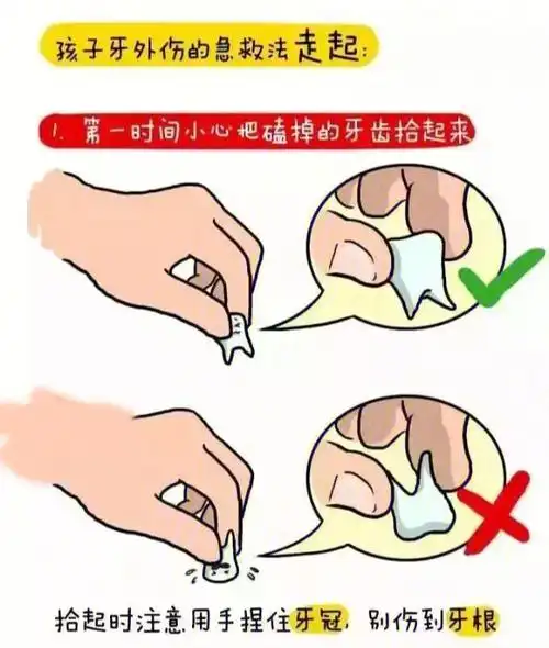 已经留你不得,我也会为我的牙槽骨找个好归宿,让你走的安心"牙齿磕掉