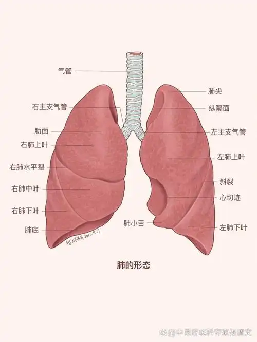 敛肺(肺气耗散,用收敛的方法,以酸味药为主)肺肺根肺在人体的哪个位置