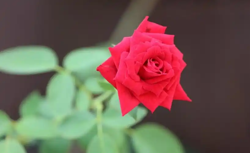 漂亮的红玫瑰花