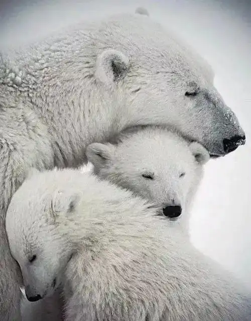 俄罗斯的国宝:北极熊