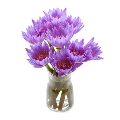 花里家紫睡莲鲜花香味水养花束莲花卧室家用供佛基地直销同城速递