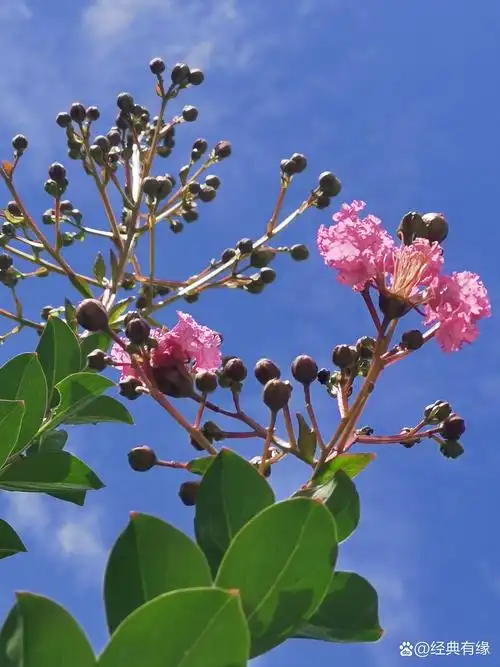 红花绿叶,岁月如歌