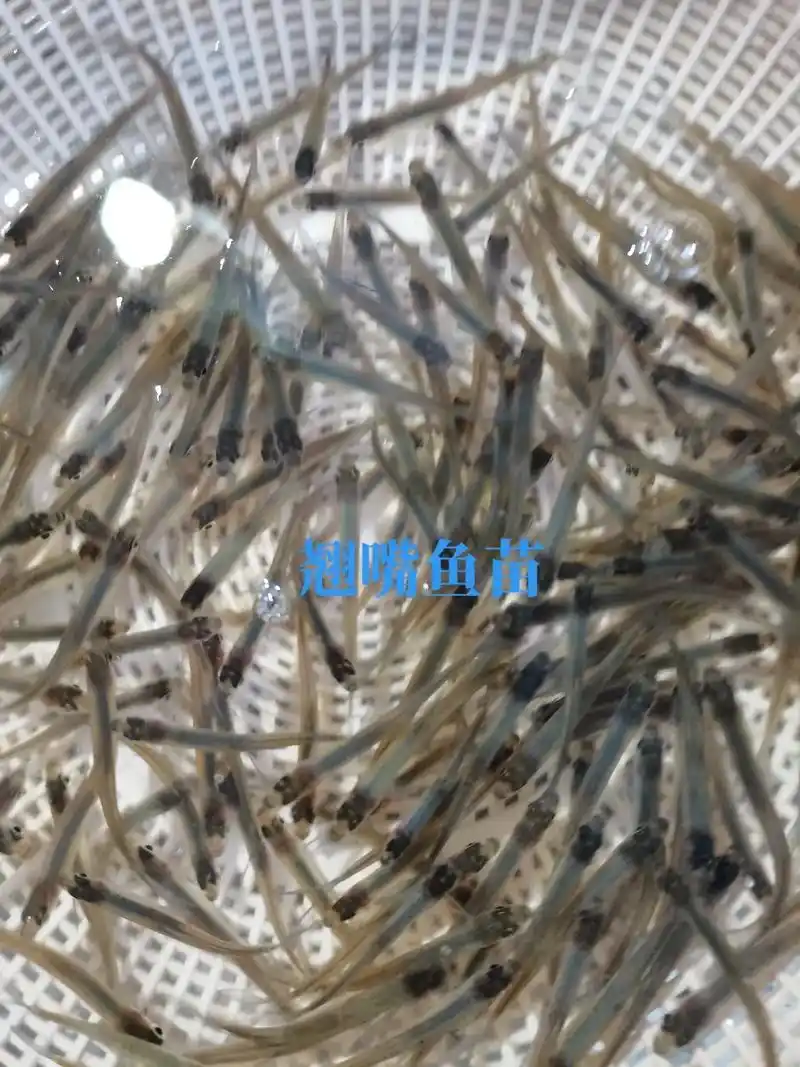 三十多种淡水鱼苗,你都认识吗? - 抖音