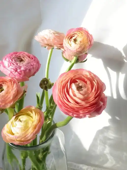 洋牡丹丨香槟色