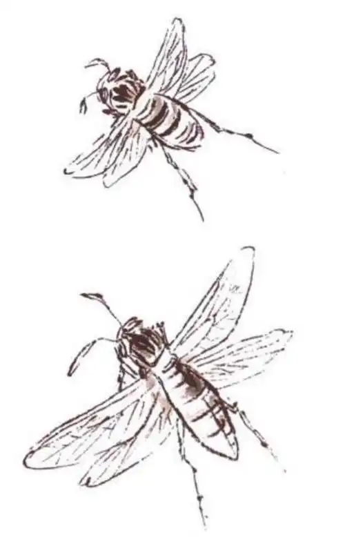 国画教程蜂的详细画法步骤