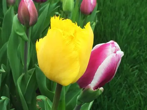 郁金香是胜利和美好的象征,代表着纯洁的友情和永恒的祝福.